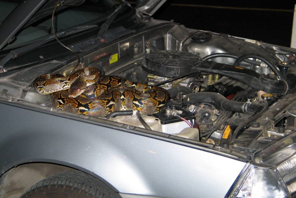 How Do You Get A Snake Out Of Your Car Snake Poin