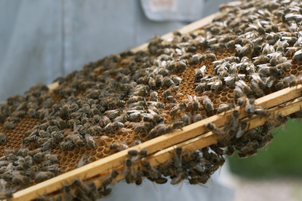 Bentley_Extraordinary_Bees(2)