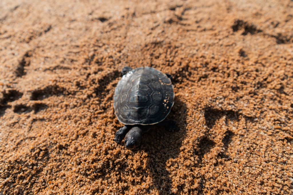 Photo 4 - The Southern River Terrapins (Batagur affinis) are critically endangered and found only in river systems in Malaysia and Cambodia. (Custom)