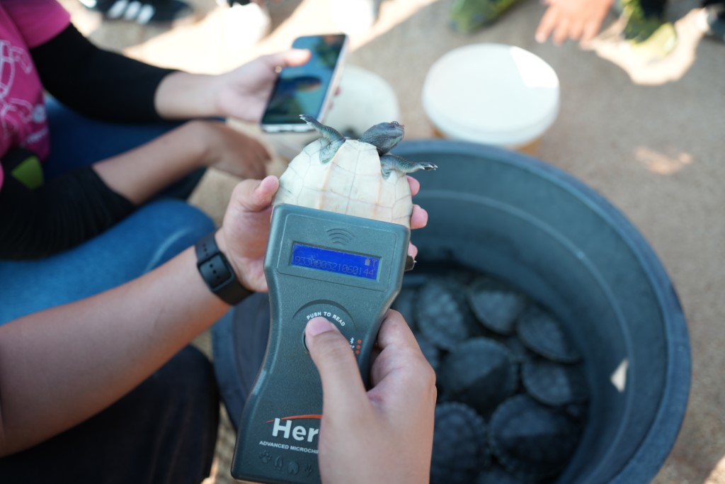 Photo 5 - A TCS staff member scans a terrapin to ensure it has been tagged before releasing it to the river (Custom)