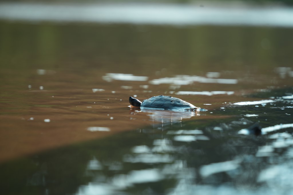 Photo 7 - A river terrapin swimming along the Kemaman river in Terengganu. (Custom)